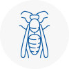 East Acton Wasp Nest Removal